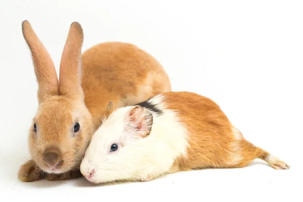 Carino Piccolo Rex Coniglio Arancione Cavia Isolato Sfondo Bianco — Foto Stock