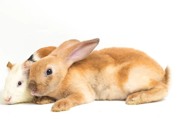 Carino Piccolo Rex Coniglio Arancione Cavia Isolato Sfondo Bianco — Foto Stock