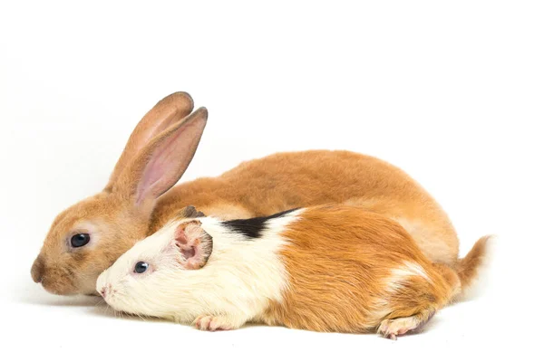 Милий Маленький Рекс Оранжевий Кролик Морська Свинка Ізольовані Білому Тлі — стокове фото
