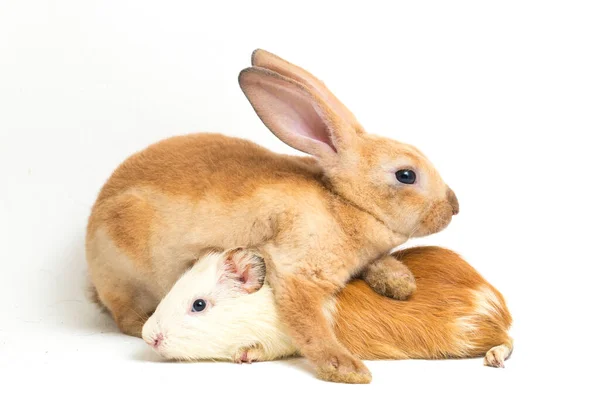 Mignon Petit Rex Lapin Orange Cobaye Isolé Sur Fond Blanc — Photo