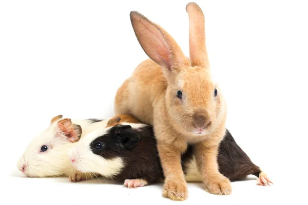 Mignon Petit Rex Lapin Orange Cobaye Isolé Sur Fond Blanc — Photo