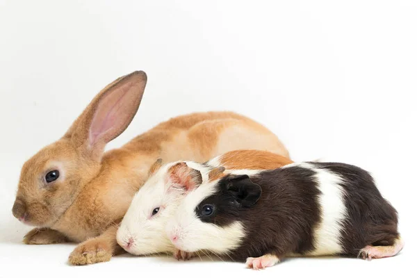 Mignon Petit Rex Lapin Orange Cobaye Isolé Sur Fond Blanc — Photo