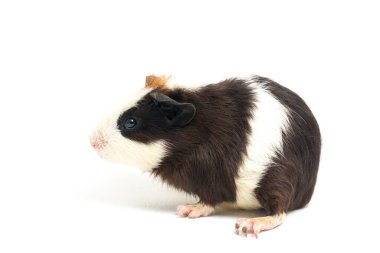 Beyaz arka planda izole edilmiş kobay faresi