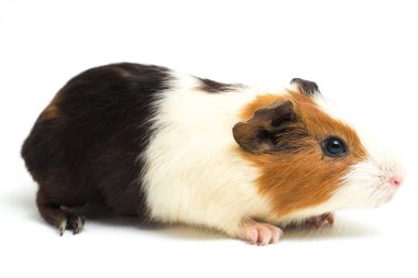 Beyaz arka planda izole edilmiş kobay faresi