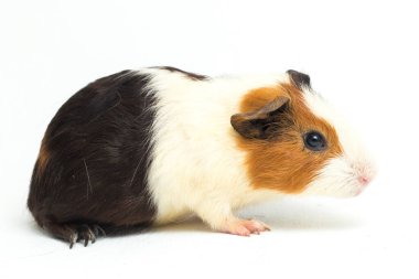 Beyaz arka planda izole edilmiş kobay faresi