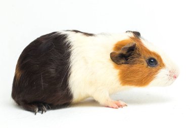 Beyaz arka planda izole edilmiş kobay faresi