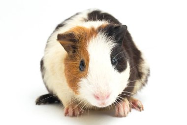 Beyaz arka planda izole edilmiş kobay faresi