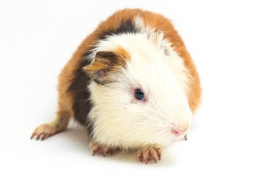 Beyaz arka planda izole edilmiş kobay faresi