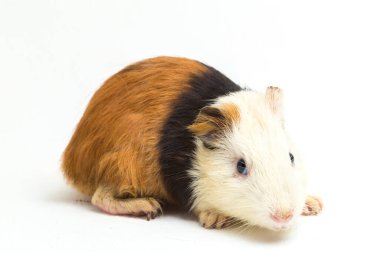 Beyaz arka planda izole edilmiş kobay faresi