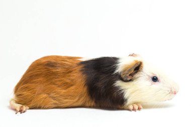 Beyaz arka planda izole edilmiş kobay faresi