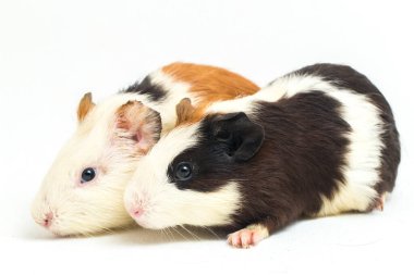 İki çift kobay beyaz arka planda izole edilmiş.