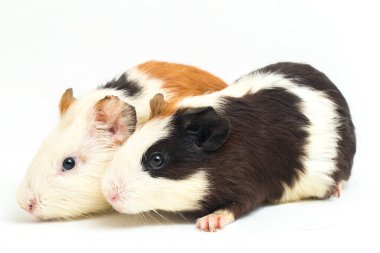 İki çift kobay beyaz arka planda izole edilmiş.