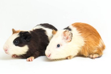 İki çift kobay beyaz arka planda izole edilmiş.