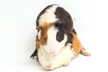 İki çift kobay beyaz arka planda izole edilmiş.