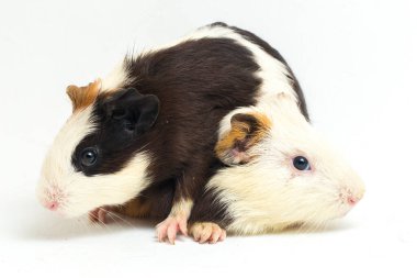 İki çift kobay beyaz arka planda izole edilmiş.