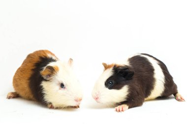 İki çift kobay beyaz arka planda izole edilmiş.