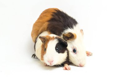 İki çift kobay beyaz arka planda izole edilmiş.