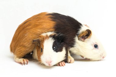 İki çift kobay beyaz arka planda izole edilmiş.