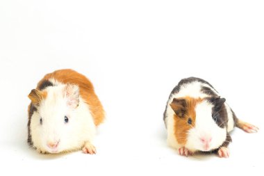 İki çift kobay beyaz arka planda izole edilmiş.