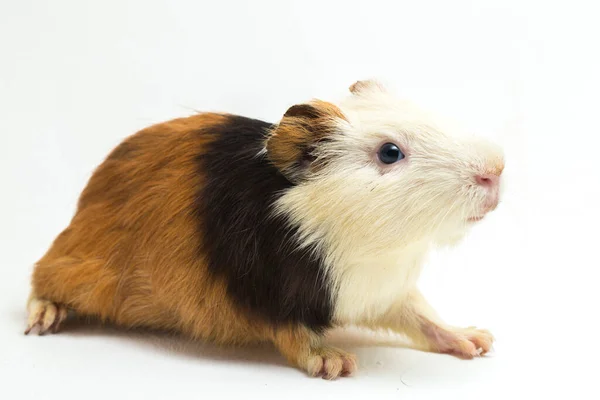 Cavia Geïsoleerd Witte Achtergrond — Stockfoto