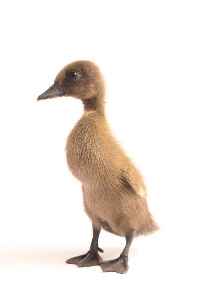 Grey Cute Duckling Indian Runner Duck Isolated White Background — Stock Photo, Image