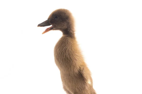 Grey Cute Duckling Indian Runner Duck Isolated White Background — Stock Photo, Image