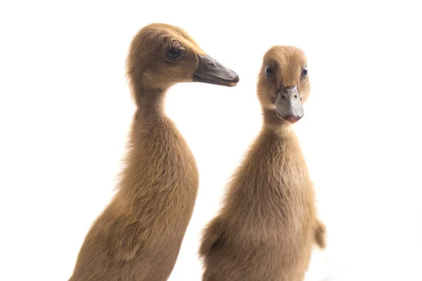 Dois Patinhos Pato Indiano Isolados Sobre Fundo Branco — Fotografia de Stock