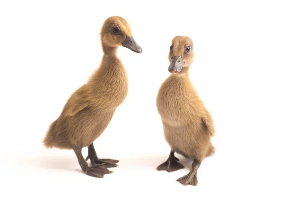 Deux Canetons Canard Coureur Indien Isolés Sur Fond Blanc — Photo