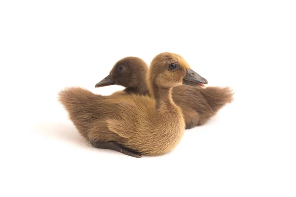 Two Ducklings Indian Runner Duck Isolated White Background — Stock Photo, Image