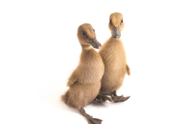 Canards Coureurs Indiens Images Libres De Droit Photos De Canards Coureurs Indiens Page 2 Depositphotos