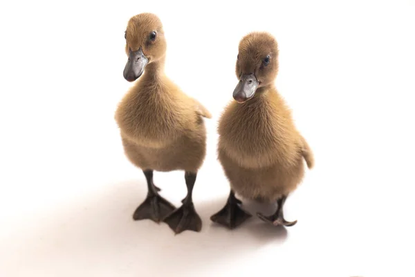 Deux Canetons Canard Coureur Indien Isolés Sur Fond Blanc — Photo