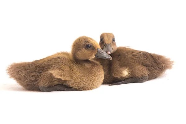 Two ducklings ( indian runner duck) isolated on a white background