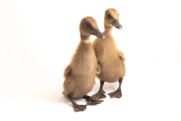 Deux Canetons Canard Coureur Indien Isolés Sur Fond Blanc — Photo