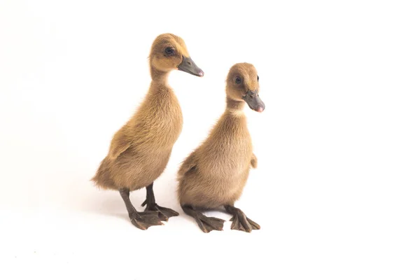 Deux Canetons Canard Coureur Indien Isolés Sur Fond Blanc — Photo