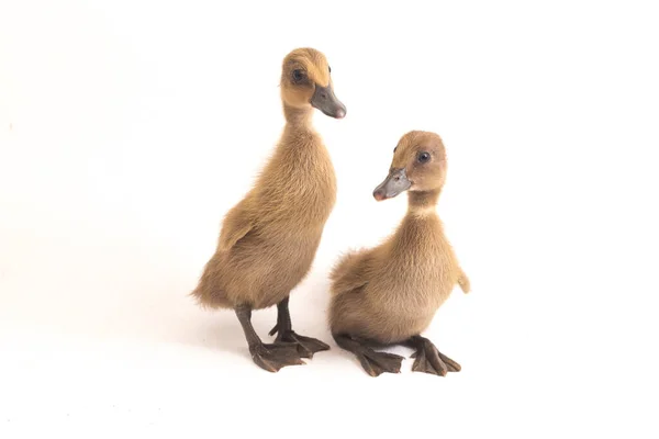 Two Ducklings Indian Runner Duck Isolated White Background — Stock Photo, Image