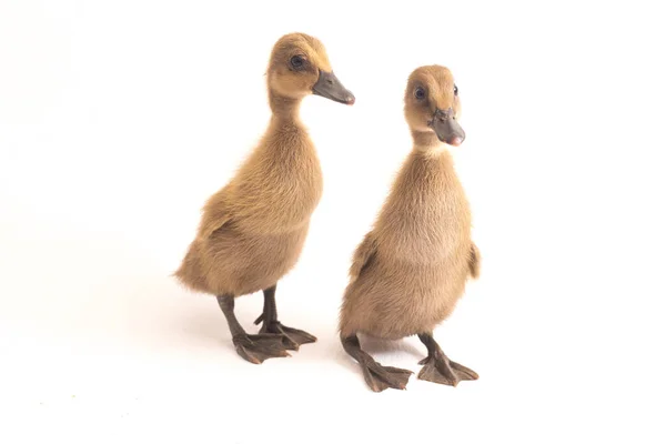 Deux Canetons Canard Coureur Indien Isolés Sur Fond Blanc — Photo