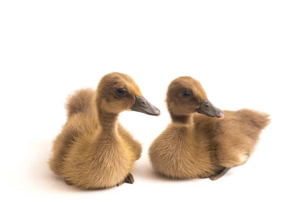 Two ducklings ( indian runner duck) isolated on a white background