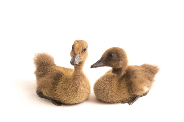 Twee Eendjes Indiaanse Runner Duck Geïsoleerd Een Witte Achtergrond — Stockfoto