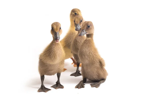 Vier Eendjes Indiaanse Runner Duck Geïsoleerd Een Witte Achtergrond — Stockfoto