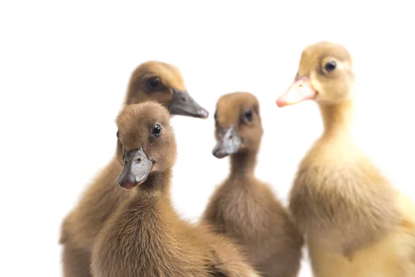 Dört Ördek Yavrusu Hint Koşucu Ördek Beyaz Arka Planda Izole — Stok fotoğraf