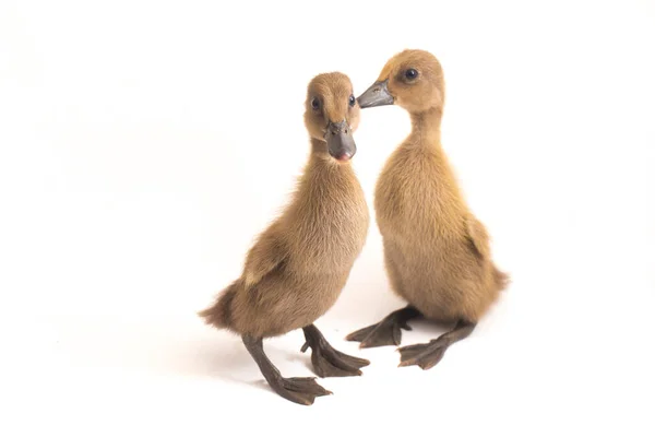 Twee Eendjes Indiaanse Runner Duck Geïsoleerd Een Witte Achtergrond Stockfoto