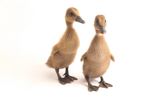 Twee Eendjes Indiaanse Runner Duck Geïsoleerd Een Witte Achtergrond Rechtenvrije Stockfoto's