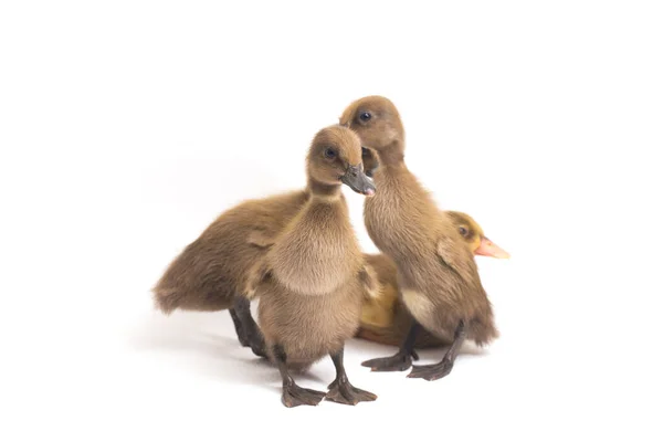 Vier Eendjes Indiaanse Runner Duck Geïsoleerd Een Witte Achtergrond Rechtenvrije Stockafbeeldingen