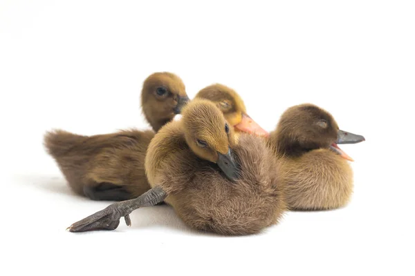 Four Ducklings Indian Runner Duck Isolated White Background — Stock Photo, Image