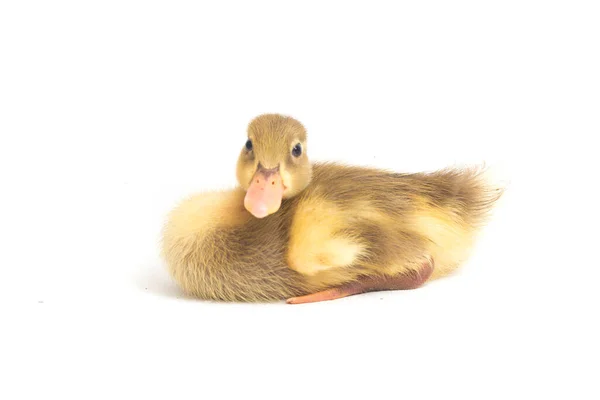 Yellow Duckling Indian Runner Duck Isolated White Background — Stock Photo, Image