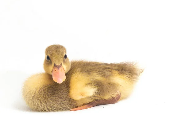 Yellow Duckling Indian Runner Duck Isolated White Background — Stock Photo, Image