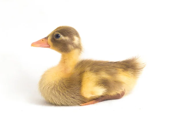 Yellow Duckling Indian Runner Duck Isolated White Background — Stock Photo, Image