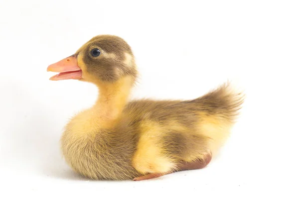 Canard Jaune Canard Coureur Indien Isolé Sur Fond Blanc — Photo