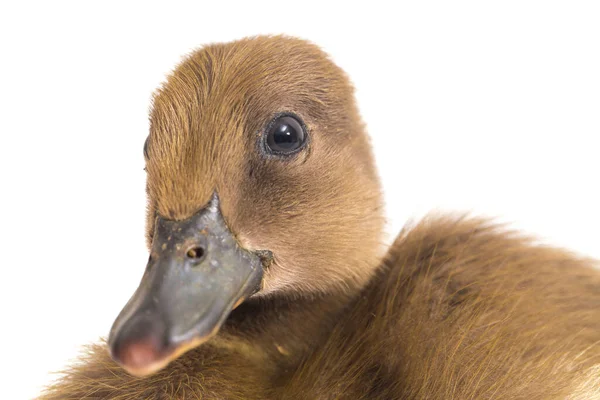 Duckling Indiaanse Runner Duck Geïsoleerd Een Witte Achtergrond — Stockfoto