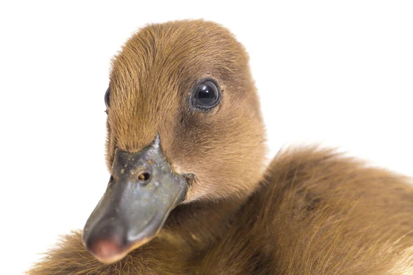 Duckling Indiaanse Runner Duck Geïsoleerd Een Witte Achtergrond — Stockfoto